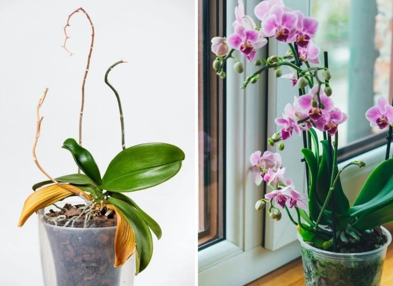 Storczyki nie mają dużych wymagań, trzeba tylko wiedzieć, jak odpowiednio je pielęgnować