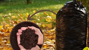 Ziemia liściowa powstaje na skutek rozkładu liści drzew i krzewów ozdobnych oraz owocowych.