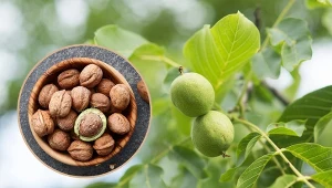 Rozmnażanie orzecha włoskiego przez siew nasion jest najpopularniejsze i najprostsze.