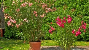 Kiedy schować oleandra do domu? Pielęgnacja po przekwitnięciu, nawożenie i zimowanie oleandra