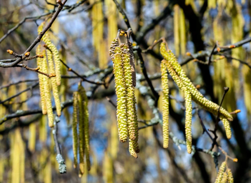 Kwiatostany olchy nazywane są baziami