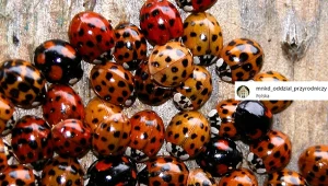 Coraz częściej pojawiają się w miastach. To już inwazja?/mnkd_oddzial_przyrodniczy