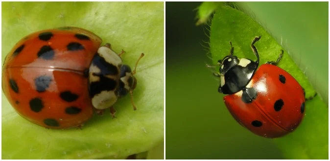 Z lewej: biedronka azjatycka, z prawej: biedronka siedmiokropka