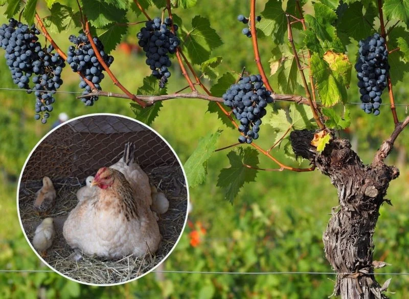 Nawóz kurzy dobrze sprawdzi się w przypadku nawożenia m