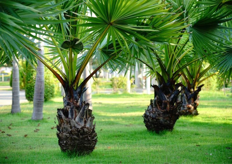 Palma waszyngtonia może rosnąć w ogródku