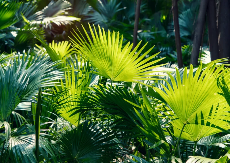 Liście palmy waszyngtonii nie powinny być w ostrym słońcu