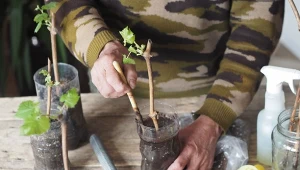 Rozmnażanie winorośli można przeprowadzić na 3 sposoby. Najczęściej wykorzystuje się sadzonki pędowe.