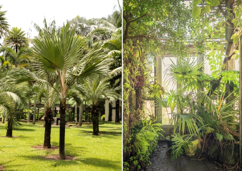 Palma waszyngtonia będzie świetnie wyglądała w towarzystwie innych palm