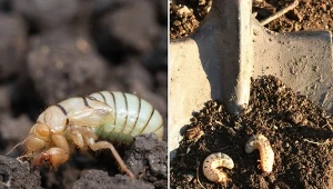 Dorosłe owady najczęściej zimują w ziemi lub w trawie, kopiąc norki na głębokości nawet 1 metra.