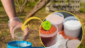 Podstawową funkcją nawozu z mocznikiem jest dostarczanie roślinom azotu.