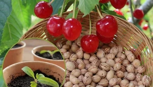 Koniec października i początek listopada to najlepszy okres, by rozpocząć stratyfikację.