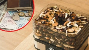 Sprawdź, jak suszyć grzyby, by zaoszczędzić.