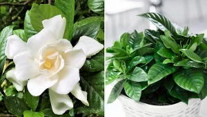 Pięknie kwitnące zimą kwiaty gardenii zachwycą każdego amatora roślin.