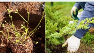 Pielęgnacja i ochrona roślin przed zimą. Co trzeba zrobić jesienią w ogrodzie?