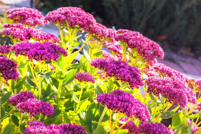 Rozchodnik cieszy oko różowo-fioletowymi kwiatami