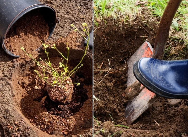 Torf w ogrodzie ma wiele zastosowań: jest składnikiem podłoży, reguluje odczyn ziemi i nadaje się na ściółkę