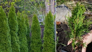 Tuja szmaragdowa to dobry wybór na gęsty żywopłot, który będzie stanowić wspaniałe tło dla innych roślin.