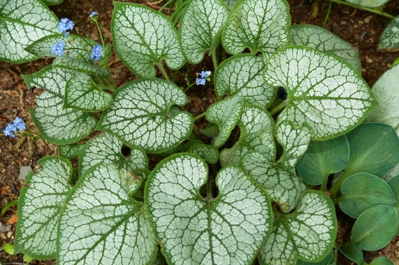 Niezapominajka kaukaska wytrzymuje niskie temperatury