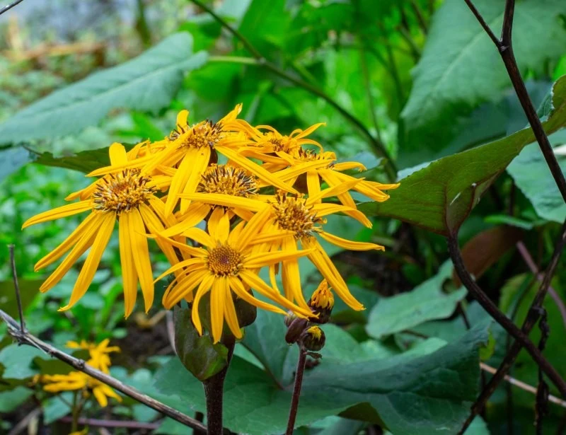 Kwiaty języczki przyciągają wzrok jaskrawym kolorem