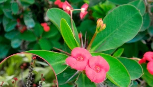 Wilczomlecze ze względu na swoją różnorodność i łatwość w uprawie opanowują coraz więcej polskich ogrodów i słonecznych parapetów.