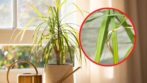 Jedną z najczęstszych przyczyn żółknięcia i opadania liści draceny jest niewłaściwa pielęgnacja.