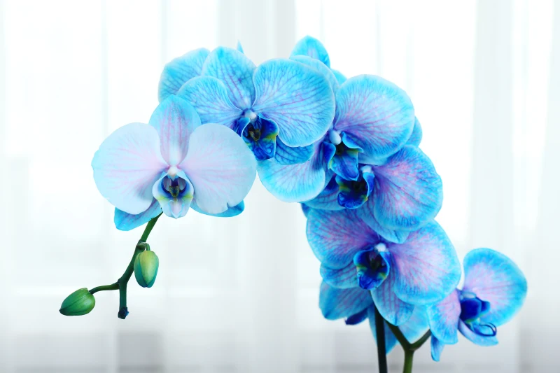 Niebieskiego storczyka należy często podlewać