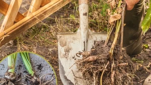 Dobrze przechowywane cebule powinny nadawać się do sadzenia bez żadnego problemu.