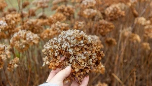 Sprawdźcie, jakie zabiegi pozwolą hortensji przetrwać zimę.