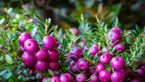 Gloteria posiada cenne właściwości.