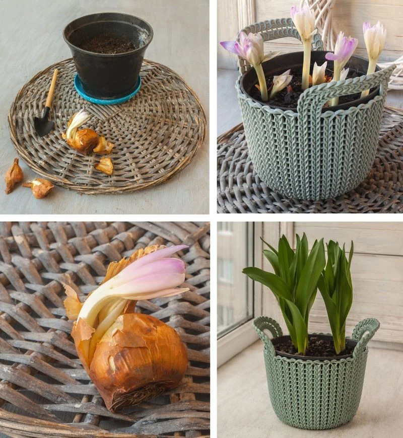 Zimowit jesienny kwitnie we wrześniu i w październiku