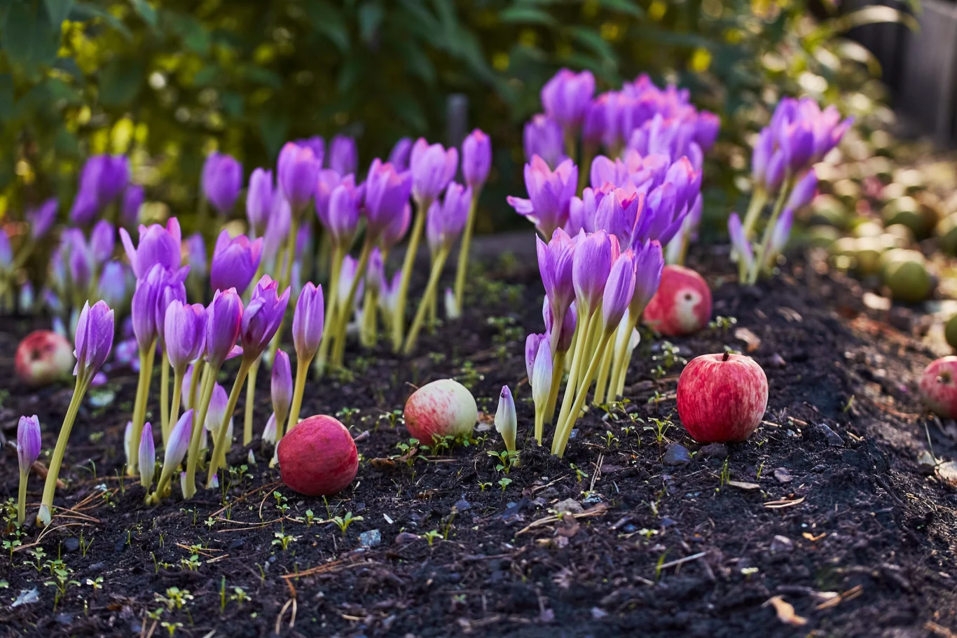 Zimowity posadzone w sierpniu zakwitną jeszcze jesienią