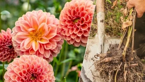 Dalie nie są odporne na mróz, dlatego podczas zimy należy je przechować w pomieszczeniu o temperaturze około 5-8 st. C.