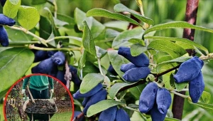 Jesienna pielęgnacja jagody kamczackiej obejmuje nawożenie rośliny. Warto wybrać nawozy naturalne.