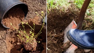 Torf w ogrodzie ma wiele zastosowań: jest składnikiem podłoży, reguluje odczyn ziemi i nadaje się na ściółkę.