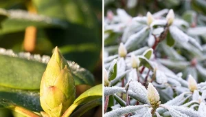 Jesienna pielęgnacja różaneczników. 4 zasady dobrego zabezpieczenia rododendronów przed mrozem