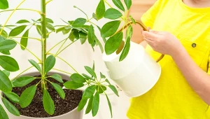 Podlewanie szeflery.