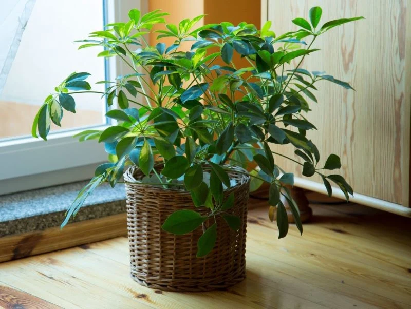 Szeflera ma rozłożyste, ciemnozielone liście