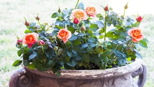 Róże miniaturowe, tak jak i reszta odmian tego gatunku to przepiękne, bardzo okazałe i atrakcyjne kwiaty.