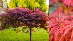 Klon palmowy to przepięknie ubarwione i bardzo dekoracyjne drzewo.