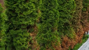 Jeśli twoje tuje zmagają się z objawami niedoborów, powinieneś zadbać o zrównoważone nawożenie.