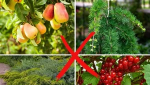 Poznajdzie drzewa i krzewy, które nie znoszą swojego sąsiedztwa. Fot. 123RF.com/Pixabay