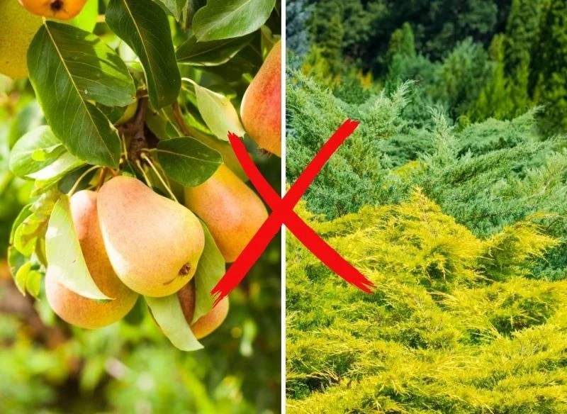 Grusza i jałowiec to najgorsze połączenie w ogrodzie
