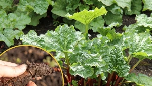 Zastanawiasz się, skąd wziąć sadzonki rabarbaru? Rozmnażanie rośliny możesz przeprowadzić samodzielnie!