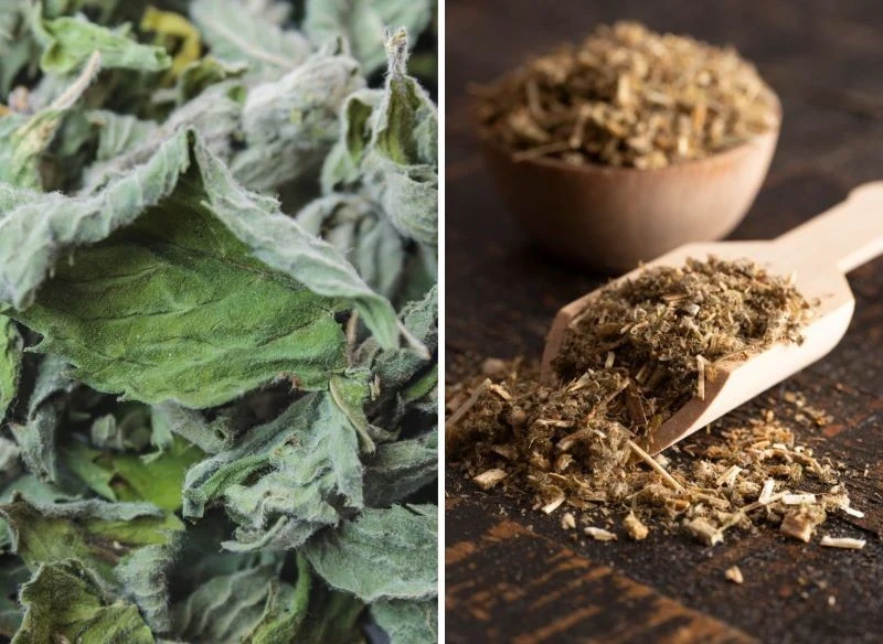 Z suszonych liści szanty można przygotowywać napary