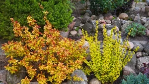 Do berberysów możemy zastosować domowe nawozy. Sprawdzi się na przykład kompost czy gnojówka z pokrzywy.