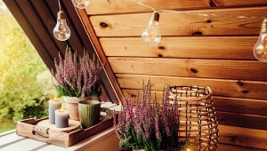 Czy faktycznie wrzos może przynosić nieszczęsie i skąd wziął się ten przesąd? Sprawdźcie!