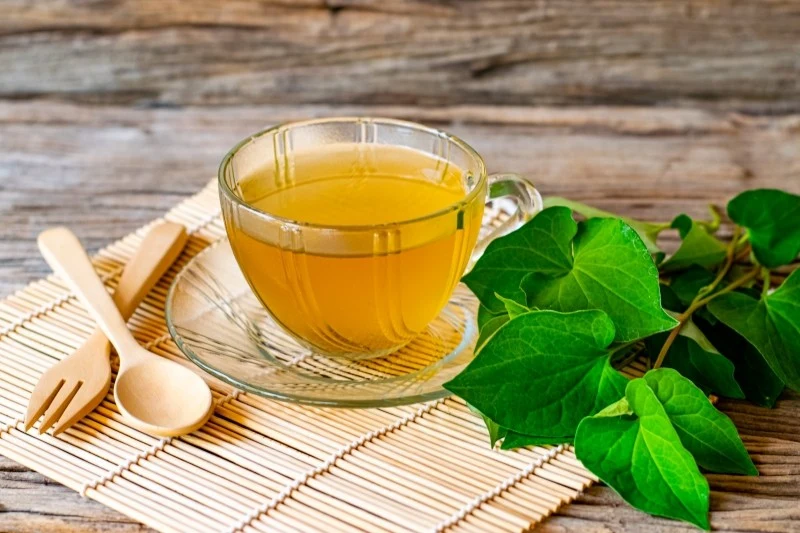 Pstrolistka sercowata wspiera odporność i wspomaga organizm w pozbywaniu się bakterii, wirusów i grzybów