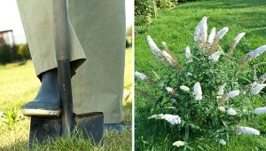 Stanowisko dla budlei powinno być starannie przemyślane.