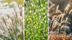 Miskanty to przepiękne trawy zakwitające jesienią.