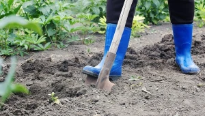 Jeżeli masz kawałek ogrodu, zadbaj o niego na tyle, aby mógł się odwdzięczyć zdrowymi, obfitymi plonami.